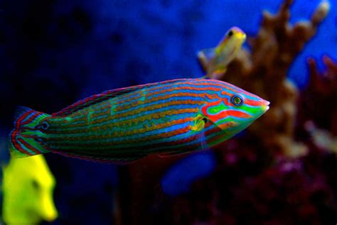 Reef Chasers | Melanurus Wrasse Care Guide