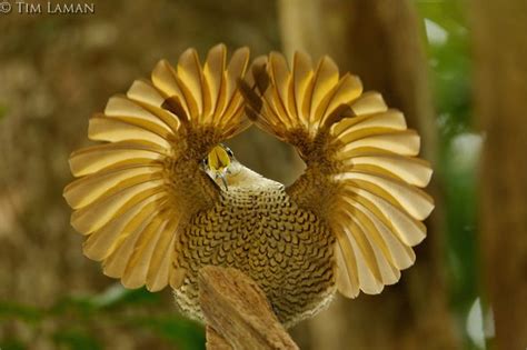 Aves-do-paraíso: conheça algumas das criaturas mais exóticas do planeta ...