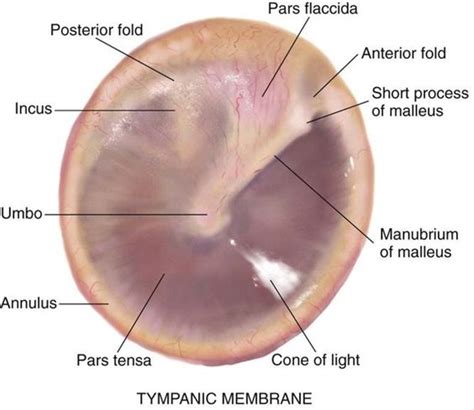 Ear Examination - Oxford Medical Education