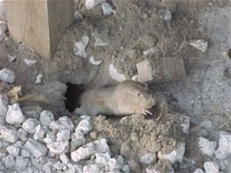 Texas pocket gopher | Geomys personatus facts