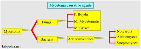 Mycetoma Diagnosis and Causative Agents - Labpedia.net