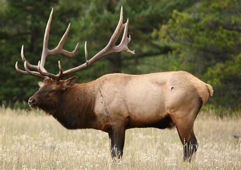 Male bull elk at Yellowstone National Park Photograph by Jetson Nguyen - Fine Art America