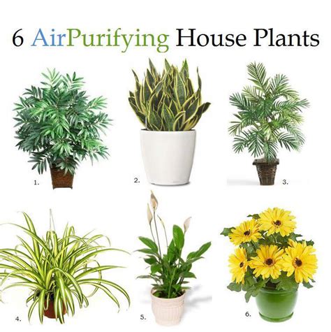 6 Air Purifying House Plants - Useful One!
