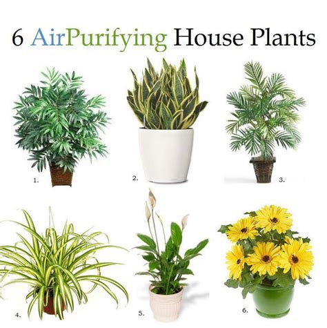 6 Air Purifying House Plants - Useful One!