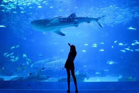 Dubai Aquarium & Underwater zoo