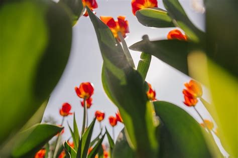 Premium Photo | Tulips in a field with the sun shining through the leaves