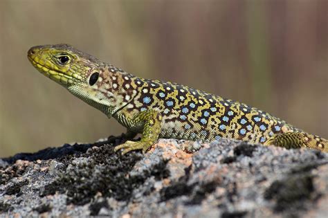 Secret of Lizard Camouflage: A Simple Mathematical Equation