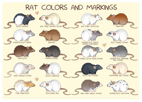 Rat colors and markings Acrylic Tray by Rekarlen | Baby rats, Cute rats ...