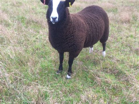 3 Pedigree Zwartbles Breeding Lambs | SellMyLivestock - The Online Livestock Marketplace