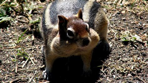 Animals In Yellowstone National Park - Trip to Park