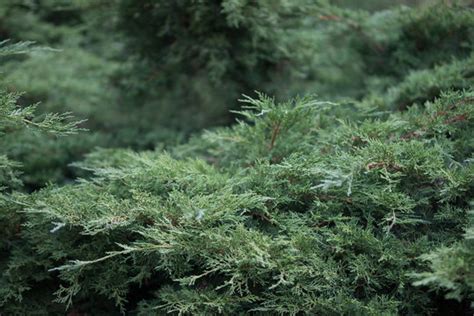 "Creeping Juniper" Images – Browse 4 Stock Photos, Vectors, and Video ...