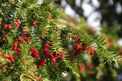 Trees with red berries: our favorite red berry trees | Homes & Gardens