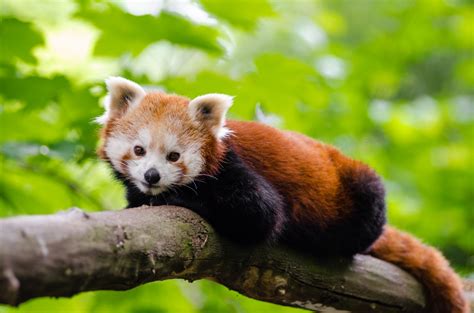 Free Images : wood, animal, cute, wildlife, fur, mammal, fox, fauna, tree trunk, red panda ...