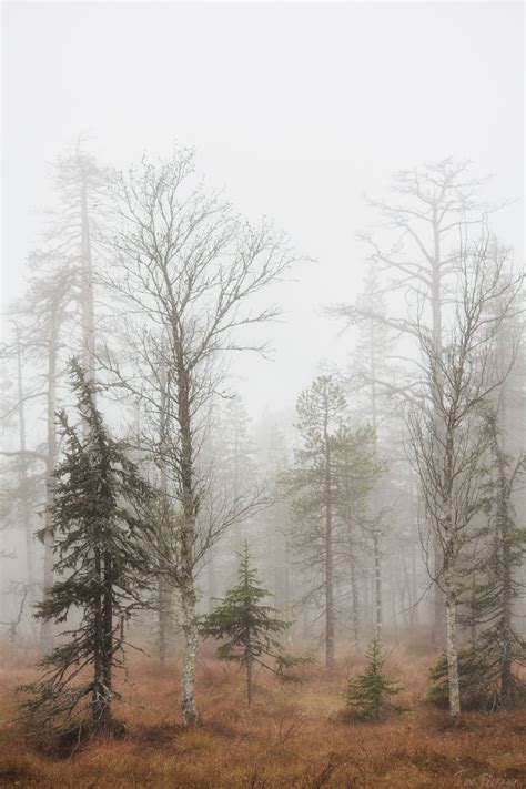 Autumn forest 2th Oct 2014 Southern Lapland, Finland. by Tiina Törmänen ...