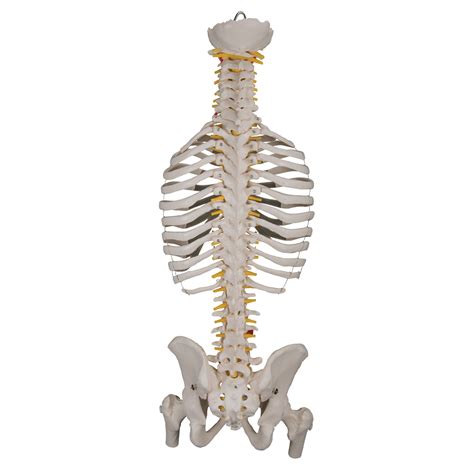 Anatomical Teaching Models - Plastic Spinal Column - Vertebrae Model ...