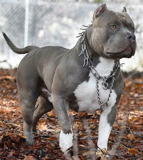 Pitbull Bully Pictures on Instagram: “What a beauty😍😍 👉Follow us @pitbull_addicted_ig 👉Follow us ...