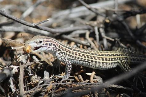 Stress-eating lizards? Noise pollution drives Colorado checkered whiptail to munchy habits