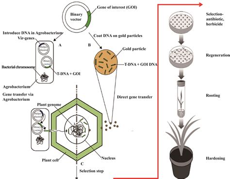 Novel Techniques for Gene Delivery into Plants and Its Applications for Disease Resistance in Crops