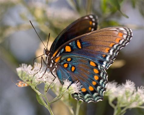 Red-spotted Purple - Alabama Butterfly Atlas