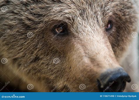 Closeup of the Eye of a Bear Stock Photo - Image of face, captive ...