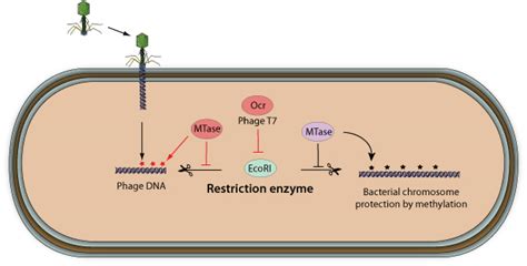 Restriction-modification system evasion by virus ~ ViralZone