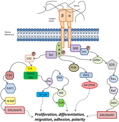 Overview of integrin intracellular signaling cascades from both the... | Download Scientific Diagram