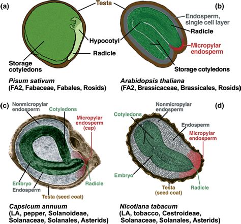 Biodiversity of the structure of mature seeds of angiosperms and the... | Download Scientific ...