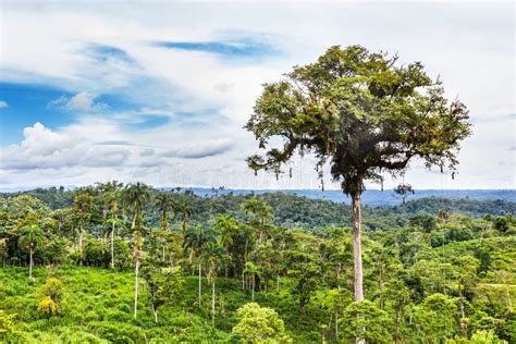 Paesaggio Tropicale Della Foresta Pluviale, Ecuador Fotografia Stock ...