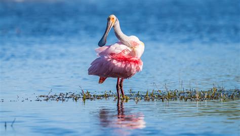 Wildlife Photography Guide to Everglades National Park (and Beyond ...