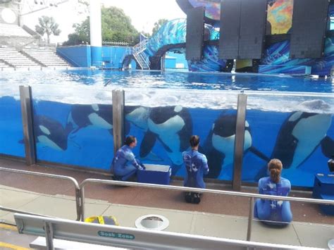 A highlight of working at SeaWorld Orlando - seeing all of these amazing orcas together ...