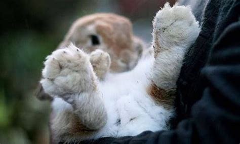 Why You Need to Protect Your Bunny's Feet and How? - MadeTerra