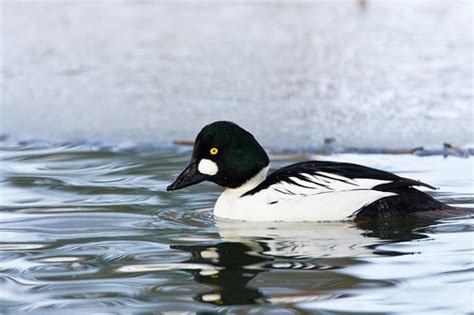 Common Goldeneye Duck :: Tim Christie Outdoor Writer & Photographer