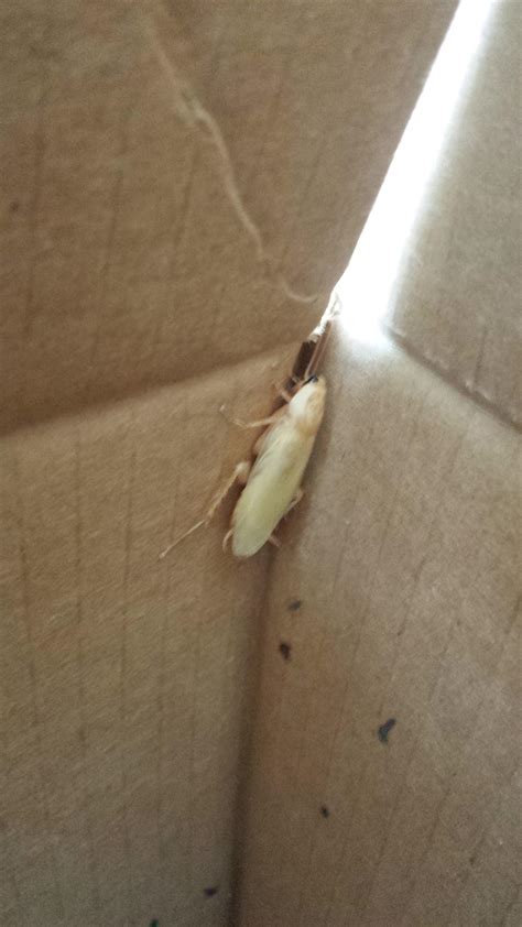 Found an albino roach today... : r/WTF