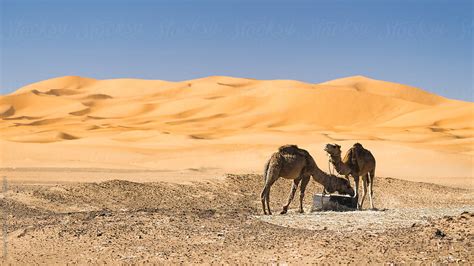 "Camels In A Sahara Desert" by Stocksy Contributor "Alexander Grabchilev" - Stocksy