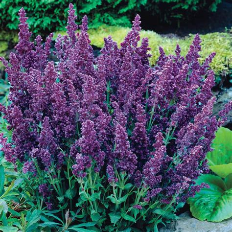 Spring Hill Nurseries Plumosa Double Salvia Live Bareroot Perennial ...