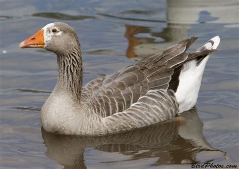 Greylag Goose | BirdPhotos.com