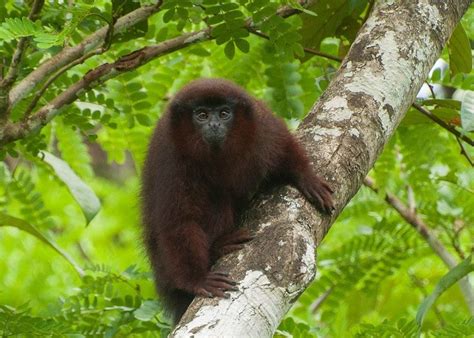 coppery-titi-monkey | Amazonia Expeditions