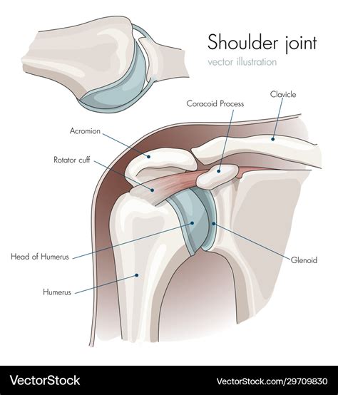 Shoulder Joint