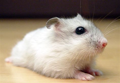 russian winter white dwarf hamsters – Hamsters Portal