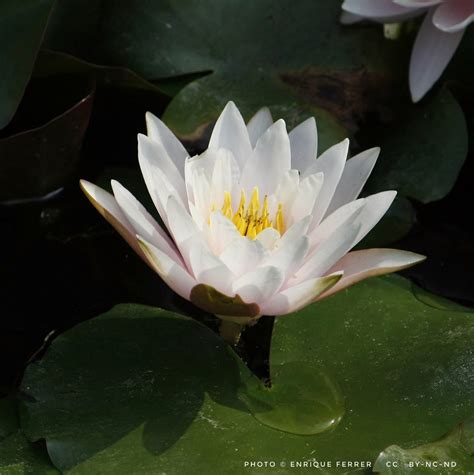 Nymphaea alba - Nenúfar blanco . Esta flor es la llamada F… | Flickr