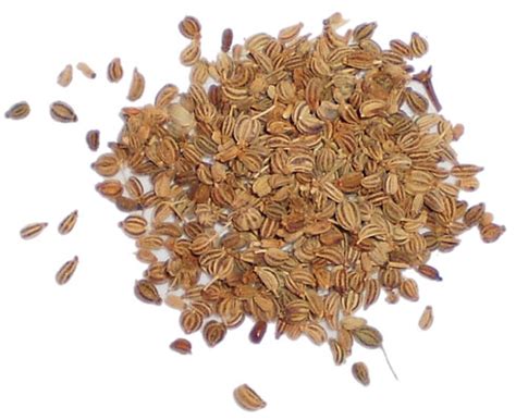 Ajowan | Ajwain | Lovage [Food-India.com]