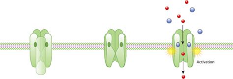 An example of ion channel activation | Learn Science at Scitable