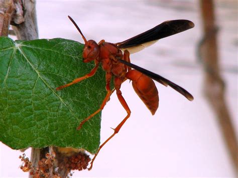 Red Paper Wasp (Polistes carolina) at St. Mary's Colony, T… | Flickr