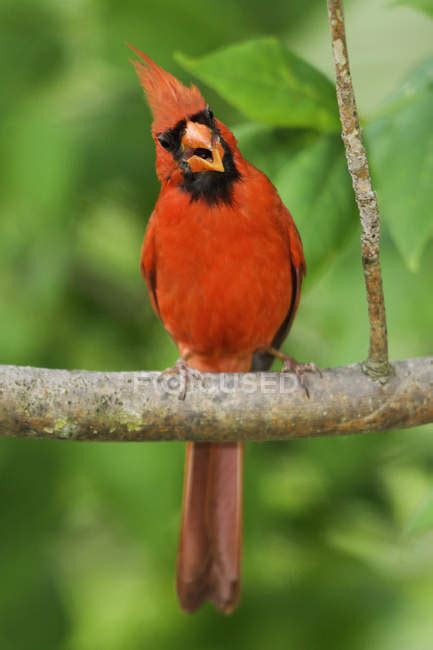 Male northern cardinal singing from perch at park. — Male Animal, Cardinalis cardinalis - Stock ...