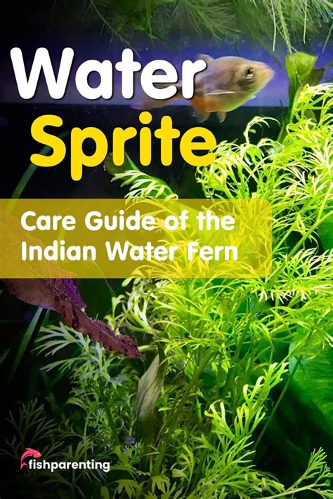 Water Sprite Care Guide – Planting, Growing, and Propagation in 2022 | Water ferns, Floating ...