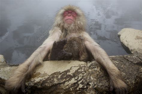 Japanese macaque relaxing in hot spring - Stock Image - C041/1223 - Science Photo Library