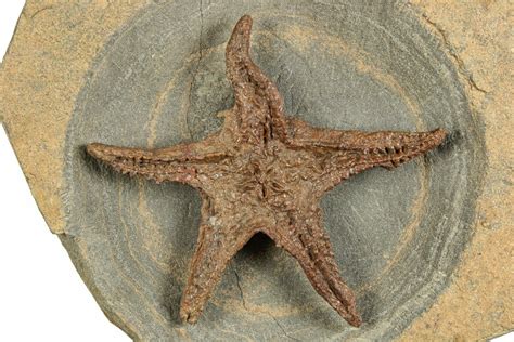 4" Exceptionally Preserved Fossil Starfish - Morocco (#244129) For Sale ...