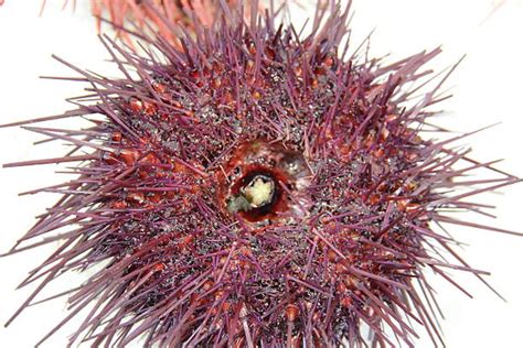 Sea Urchin Mouth Stock Photos, Pictures & Royalty-Free Images - iStock