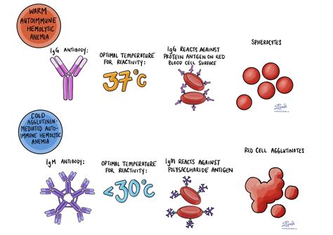 Anemia - Blood - MyPathologyReport.ca