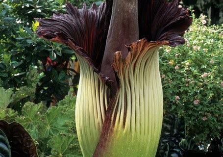 No Sweet Smell: Stinky ‘Corpse Flower’ Prepares to Bloom in Ohio | TIME.com